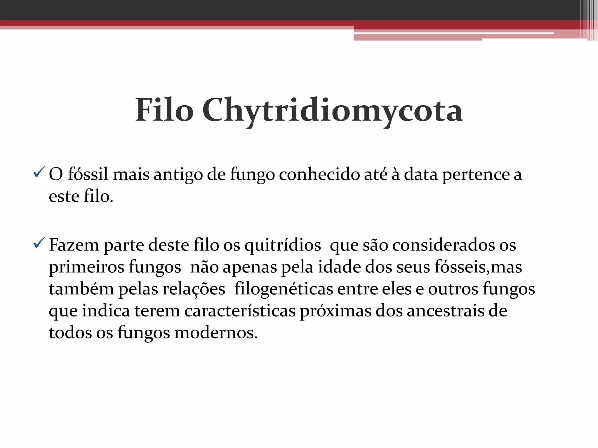 Filo Chytridiomycota
O fóssil mais antigo de fungo conhecido até à data pertence a
este filo.
Fazem parte deste filo os quitrídios que são considerados os
primeiros fungos não apenas pela idade dos seus fósseis,mas
também pelas relações filogenéticas entre eles e outros fungos
que indica terem características próximas dos ancestrais de
todos os fungos modernos.
 