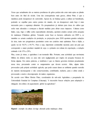 9
Áreas que actualmente são as maiores produtoras de grãos podem não estar mais aptas ao plantio
bem antes do final do século. Uma das consequências mais graves, afirma Pinto, é que a
mandioca pode desaparecer do semi-árido. Apesar de, no balanço geral, a cultura ser beneficiada,
podendo se espalhar para outros pontos do mundo, ela vai desaparecer onde hoje é mais
necessária para a segurança alimentar. Os pesquisadores já alertam para áreas de cultivo que
serão mais afectadas e começam a discutir medidas para aliviar esses impactos. Culturas como
feijão, soja, trigo e milho serão especialmente afectadas, apontam estudos actuais sobre pesquisa
de mudanças Climáticas globais. Tomando como base os hectares cultivados em 2009 e, se
mantidas as actuais condições de produção, as projecções para 2030 apontam grandes reduções
de área, tanto nos prognósticos pessimistas como nos cenários mais optimistas. Para o feijão, a
queda vai de 54,5% a 69,7%. Para a soja, importante commoditie nacional, para um pais que
corresponde o maior produtor mundial de soja e o primeiro em volume de exportação, a redução
estimada é de 15% a 28%.
Mas, como já vimos, a agricultura é um tremendo filão. Portanto, uma actividade que movimenta
bilhões de dólares todos os anos não será negligenciada por órgãos de pesquisa brazucas de
forma alguma. Em outras palavras, a tendência é que os futuros governos invistam pesadamente
nessa área, procurando conter os sangramentos que devem ocorrer. Aliás, alguns deles
provocados pela própria actividade agrícola, que pode causar danos ao ambiente quando exercida
de maneira inconsequente e não conservacionista, contribuindo, inclusive, para o efeito estufa e
provocando a morte e decomposição de muitos organismos.
De acordo com Hilton Silveira Pinto, coordenador da sub-rede Agricultura e pesquisador da
Universidade Estadual de Campinas (Unicamp), “é necessário buscar soluções para adaptação e
mitigação dos efeitos do aquecimento global na agricultura”.
Figura1: exemplo da cultura de trigo afectado pelas mudanças clima
 