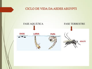 FASE AQUÁTICA FASE TERRESTRE
 
