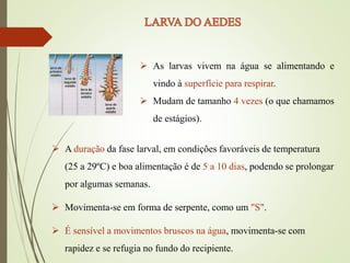  As larvas vivem na água se alimentando e
vindo à superfície para respirar.
 Mudam de tamanho 4 vezes (o que chamamos
de estágios).
 A duração da fase larval, em condições favoráveis de temperatura
(25 a 29ºC) e boa alimentação é de 5 a 10 dias, podendo se prolongar
por algumas semanas.
 Movimenta-se em forma de serpente, como um "S".
 É sensível a movimentos bruscos na água, movimenta-se com
rapidez e se refugia no fundo do recipiente.
 