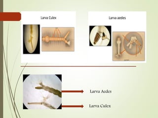 Larva Aedes
Larva Culex
 