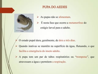  As pupas não se alimentam.
 É nesta fase que ocorre a metamorfose do
estágio larval para o adulto.
 O estado pupal dura, geralmente, de dois a três dias.
 Quando inativas se mantêm na superfície da água, flutuando, o que
facilita a emergência do inseto adulto.
 A pupa tem um par de tubos respiratórios ou “trompetas”, que
atravessam a água e permitem a respiração.
 