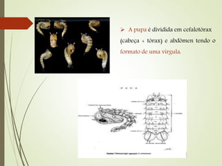  A pupa é dividida em cefalotórax
(cabeça + tórax) e abdômen tendo o
formato de uma virgula.
 