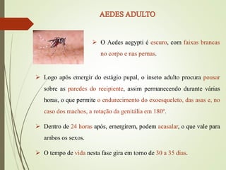  O Aedes aegypti é escuro, com faixas brancas
no corpo e nas pernas.
 Logo após emergir do estágio pupal, o inseto adulto procura pousar
sobre as paredes do recipiente, assim permanecendo durante várias
horas, o que permite o endurecimento do exoesqueleto, das asas e, no
caso dos machos, a rotação da genitália em 180º.
 Dentro de 24 horas após, emergirem, podem acasalar, o que vale para
ambos os sexos.
 O tempo de vida nesta fase gira em torno de 30 a 35 dias.
 