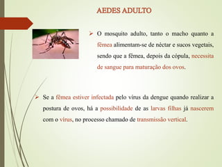  O mosquito adulto, tanto o macho quanto a
fêmea alimentam-se de néctar e sucos vegetais,
sendo que a fêmea, depois da cópula, necessita
de sangue para maturação dos ovos.
 Se a fêmea estiver infectada pelo vírus da dengue quando realizar a
postura de ovos, há a possibilidade de as larvas filhas já nascerem
com o vírus, no processo chamado de transmissão vertical.
 