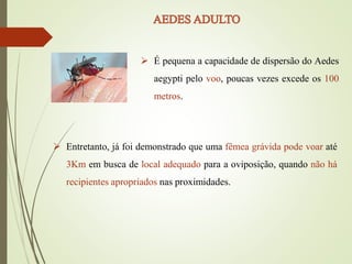  É pequena a capacidade de dispersão do Aedes
aegypti pelo voo, poucas vezes excede os 100
metros.
 Entretanto, já foi demonstrado que uma fêmea grávida pode voar até
3Km em busca de local adequado para a oviposição, quando não há
recipientes apropriados nas proximidades.
 