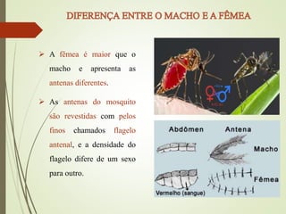  A fêmea é maior que o
macho e apresenta as
antenas diferentes.
 As antenas do mosquito
são revestidas com pelos
finos chamados flagelo
antenal, e a densidade do
flagelo difere de um sexo
para outro.
 
