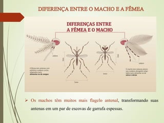  Os machos têm muitos mais flagelo antenal, transformando suas
antenas em um par de escovas de garrafa espessas.
 