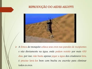  A fêmea do mosquito coloca seus ovos nas paredes de recipientes
e não diretamente na água, onde podem resistir por mais 450
dias, por isso, não basta apenas jogar a água dos criadouros fora,
é preciso lavá-los bem com bucha ou escovão para eliminar
todos os ovos.
 