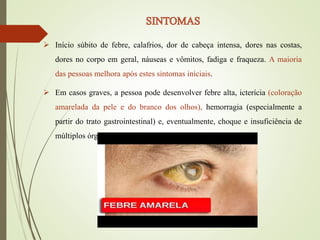  Início súbito de febre, calafrios, dor de cabeça intensa, dores nas costas,
dores no corpo em geral, náuseas e vômitos, fadiga e fraqueza. A maioria
das pessoas melhora após estes sintomas iniciais.
 Em casos graves, a pessoa pode desenvolver febre alta, icterícia (coloração
amarelada da pele e do branco dos olhos), hemorragia (especialmente a
partir do trato gastrointestinal) e, eventualmente, choque e insuficiência de
múltiplos órgãos.
 