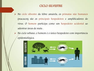  No ciclo silvestre da febre amarela, os primatas não humanos
(macacos) são os principais hospedeiros e amplificadores do
vírus. O homem participa como um hospedeiro acidental ao
adentrar áreas de mata .
 No ciclo urbano, o homem é o único hospedeiro com importância
epidemiológica.
 