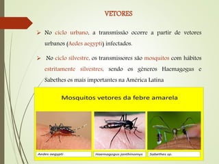  No ciclo urbano, a transmissão ocorre a partir de vetores
urbanos (Aedes aegypti) infectados.
 No ciclo silvestre, os transmissores são mosquitos com hábitos
estritamente silvestres, sendo os gêneros Haemagogus e
Sabethes os mais importantes na América Latina
 