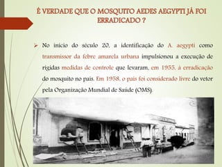  No início do século 20, a identificação do A. aegypti como
transmissor da febre amarela urbana impulsionou a execução de
rígidas medidas de controle que levaram, em 1955, à erradicação
do mosquito no país. Em 1958, o país foi considerado livre do vetor
pela Organização Mundial de Saúde (OMS).
 