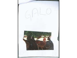 Trabalho sobre os animais