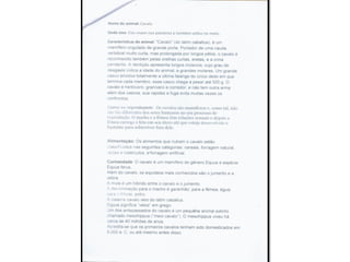 Trabalho sobre os animais