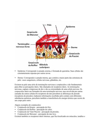    Epiderme: Corresponde à camada externa, é formada de queratina. Suas células são
    constantemente repostas por outras novas.

   Derme: Corresponde à camada interna, que contém a maior parte das estruturas da
    pele: vasos sanguíneos, células nervosas, glândulas, etc.

Existem na pele uma série de terminações nervosas e corpúsculos e são fundamentais
para obter as percepções táteis. São chamados de receptores táteis. As terminações
nervosas, captam a impressao de dor e são as extremidades de uma celula nervosa. Os
corpusculos táteis sao formados de uma terminação nervosa, mas envolvida por outras
camadas de outras celulas.Os receptores do tato percebem as diferenças de pressão
(receptores de pressão), traduzem informações recebidas pelo contato com diferentes
substâncias químicas, percebem também a transferência de energia térmica que ocorre de
um corpo para outro.

Alguns exemplos de corpúsculos:
 Corpúsculo de Krause - percepção do frio;
 Corpúsculo de Ruffini - percepção do calor;
 Corpúsculo de Vater Paccini - percepção da pressão;
 Corpúsculo de Meissner - percepção do tato leve.
Existem também os receptores táteis internos, que fica localizado em músculos, tendões e
 