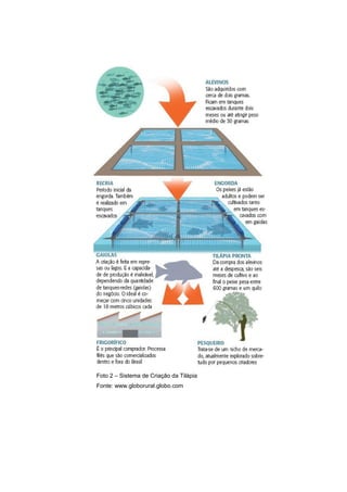 Foto 2 – Sistema de Criação da Tilápia
Fonte: www.globorural.globo.com
 