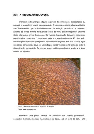 2.21 A PRODUÇÃO DO JUVENIL


      O criador pode optar por adquirir os juvenis de outro criador especializado ou
produzir o seu próprio juvenil na propriedade. Em ambos os casos, alguns cuidados
são fundamentais: procedência/idoneidade da estação produtora de alevinos;
garantia do índice mínimo de reversão sexual de 98%; lotes homogêneos (mesma
idade e tamanho) e livre de doenças. Os viveiros de produção de juvenis podem ser
considerados como uma “quarentena” pois em aproximadamente 40 dias terão
tamanho/peso adequado para povoar os viveiros de engorda. Por esta razão a água
que sai do berçário não deve ser utilizada por outros viveiros como forma de evitar a
disseminação ou contágio. Se ocorrer algum problema sanitário o viveiro e a água
devem ser tratados.




     Foto 9 – Alevinos utilizados na produção de Juvenis
     Fonte: www.aquavap.com


      Estima-se uma perda variável na produção dos juvenis (predadores,
oscilações térmicas, doenças, má qualidade da água, etc) em torno de 20%. Para
 