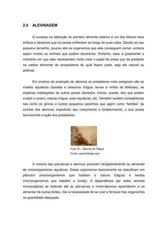 2.4     ALEVINAGEM


        O sucesso na obtenção do primeiro alimento externo é um dos fatores mais
críticos e decisivos que os peixes enfrentam ao longo de suas vidas. Devido ao seu
pequeno tamanho, poucos são os organismos que eles conseguem comer, embora
sejam muitos os animais que podem devorá-los. Portanto, esse é justamente o
momento em que eles representam muito mais o papel de presa que de predador
na cadeia alimentar do ecossistema do qual fazem parte, seja ele natural ou
artificial.


        Em viveiros de produção de alevinos os predadores mais perigosos são os
insetos aquáticos (baratas e besouros d’água, larvas e ninfas de libélulas), as
espécies indesejadas de outros peixes (lambaris, traíras, acarás, etc) que podem
invadir o viveiro, cobras d’água, aves aquáticas, etc. Também existem competidores
tais como os girinos e outros pequenos peixinhos que agem como “ladrões” da
comida dos alevinos, impedindo seu crescimento e fortalecimento, o que acaba
favorecendo a ação dos predadores.




                                 Foto 10 – Alevino de Tilápia
                                 Fonte: www.6rbtata.com


        A maioria das pós-larvas e alevinos precisam obrigatoriamente se alimentar
de microorganismos aquáticos. Esses organismos basicamente se classificam em
plâncton      (microorganismos   que   habitam       a    coluna   d’água)   e   bentos
(microorganismos que habitam o fundo). A dependência por estes animais
microscópicos se estende até as pós-larvas e micro-alevinos aprenderem a se
alimentar de outras fontes. Daí a necessidade de se criar e fornecer tais organismos
na quantidade adequada.
 
