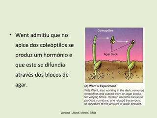 • Went admitiu que no
ápice dos coleóptilos se
produz um hormônio e
que este se difundia
através dos blocos de
agar.
Janaina , Joyce, Marcel, Silvia
 