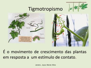 Tigmotropismo
Janaina , Joyce, Marcel, Silvia
É o movimento de crescimento das plantas
em resposta a um estímulo de contato.
 