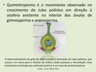 • Quimiotropismo é o movimento observado no
crescimento do tubo polínico em direção à
oosfera existente no interior dos óvulos de
gimnosperma e angiosperma.
Janaina , Joyce, Marcel, Silvia
O Desenvolvimento do grão de pólen conduz à formação do tubo polínico, que
cresce e se move para o interior do ovário, onde acontece a fecundação. Esse
movimento orientado por estímulo químico é um caso de quimiotropismo
 