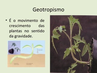 Geotropismo
• É o movimento de
crescimento das
plantas no sentido
da gravidade.
 