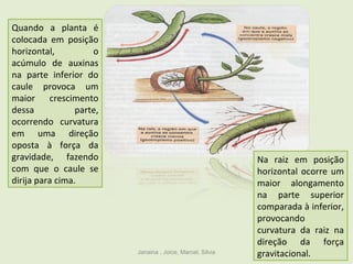Janaina , Joice, Marcel, Silvia
Quando a planta é
colocada em posição
horizontal, o
acúmulo de auxinas
na parte inferior do
caule provoca um
maior crescimento
dessa parte,
ocorrendo curvatura
em uma direção
oposta à força da
gravidade, fazendo
com que o caule se
dirija para cima.
Na raiz em posição
horizontal ocorre um
maior alongamento
na parte superior
comparada à inferior,
provocando
curvatura da raiz na
direção da força
gravitacional.
 