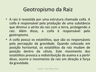 Geotropismo da Raiz
• A raiz é revestida por uma estrutura chamada coifa. A
coifa é responsável pela produção de uma substância
que diminui o atrito da raiz com a terra, protegendo a
raiz. Além disso, a coifa é responsável pelo
geotropismo.
• A coifa possui os estatólitos, que são os responsáveis
pela percepção da gravidade. Quando colocada em
posição horizontal, os estatólitos da raiz mudam de
posição dentro da célula. Este movimento dos
estatólitos provoca a redistribuição da auxina e a partir
disso, ocorre o movimento da raiz em direção à força
da gravidade.
Janaina , Joice, Marcel, Silvia
 