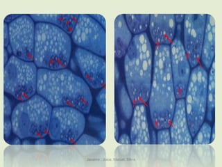 Janaina , Joice, Marcel, Silvia
 