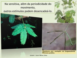 Na sensitiva, além da periodicidade do
movimento,
outros estímulos podem desencadeá-lo.
Janaina , Joyce, Marcel, Silvia
 