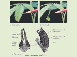 Janaina , Joyce, Marcel, Silvia
 