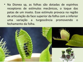 • Na Dionea sp, as folhas são dotadas de espinhos
receptores de estímulos mecânicos, o toque das
patas de um inseto. Esse estímulo provoca na região
de articulação da face superior da folha com a inferior
uma variação a turgescência promovendo o
fechamento da folha.
Janaina , Joice, Marcel, Silvia
 