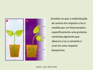 Acredita-se que a redistribuição
de auxina em resposta a luz é
medida por um fotorreceptor,
especificamente uma proteína
contendo pigmento que
absorve a luz e converte o
sinal em uma resposta
bioquímica.
Janaina , Joyce, Marcel, Silvia
 