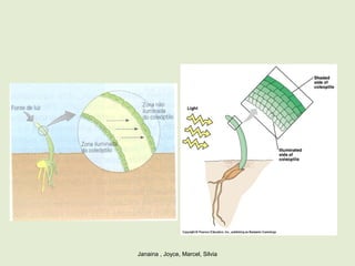 Janaina , Joyce, Marcel, Silvia
 