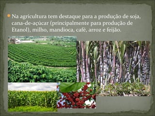 Na agricultura tem destaque para a produção de soja,
cana-de-açúcar (principalmente para produção de
Etanol), milho, mandioca, café, arroz e feijão.
 