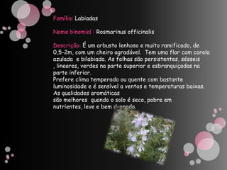 Família: LabiadasNome binomial : Rosmarinus officinalisDescrição: É um arbusto lenhoso e muito ramificado, de 0,5-2m, com um cheiro agradável.  Tem uma flor com corola azulada  e bilabiada. As folhas são persistentes, sésseis , lineares, verdes na parte superior e esbranquiçadas na  parte inferior.Prefere clima temperado ou quente com bastante luminosidade e é sensível a ventos e temperaturas baixas. As qualidades aromáticassão melhores  quando o solo é seco, pobre em nutrientes, leve e bem drenado.