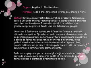 Origem: Regiões do MediterrâneoFloração: Todo o ano, sendo mais intensa de Janeiro a Abril.Cultivo:Devido à sua atractividade estética e razoável tolerância à seca, é utilizado em arquitectura paisagista, especialmente em áreas com clima mediterrânico. É considerada fácil de cultivar para jardineiros principiantes, tendo uma boa tolerância a pragas.O alecrim é facilmente podado em diferentes formas e tem sido utilizado em topiária. Quando cultivado em vasos, deverá ser mantido de preferência aparado, de forma a evitar o crescimento excessivo e a perda de folhas nos seus ramos interiores e inferiores, o que poderá torná-lo um arbusto sem forma e rebelde. Apesar disso, quando cultivado em jardim, o alecrim pode crescer até um tamanho considerável e continuar uma planta atraente.Pode ser propagado a partir de uma planta já existente, através do corte de um ramo novo com cerca de 10–15 cm, retirando algumas folhas da base e plantando directamente no solo.