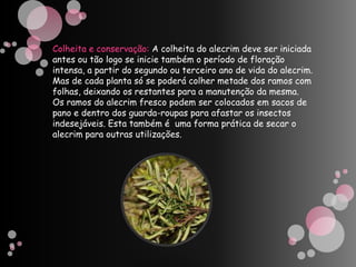 Colheita e conservação: A colheita do alecrim deve ser iniciada antes ou tão logo se inicie também o período de floração intensa, a partir do segundo ou terceiro ano de vida do alecrim.  Mas de cada planta só se poderá colher metade dos ramos com folhas, deixando os restantes para a manutenção da mesma.Os ramos do alecrim fresco podem ser colocados em sacos de pano e dentro dos guarda-roupas para afastar os insectos  indesejáveis. Esta também é  uma forma prática de secar o alecrim para outras utilizações.