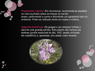 Propriedade culinária: Em churrascos, recomenda-se espalhar um bom punhado sobre as brasas do carvão aceso, perfumando a carne e difundindo um agradável odor no ambiente. Pode ser utilizado ainda em sopas e molhos.Aspectos históricos: Os gregos e os romanos tinham o alecrim com grande estima. Esta planta não faltava em nenhum jardim medicinal no séc. XVI, sendo utilizado em cosmética e, queimado, era usado como incenso .