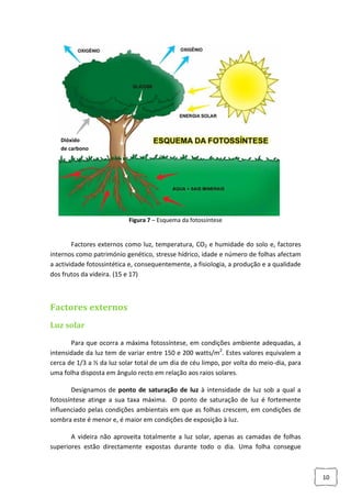 Dióxido
de carbono

Figura 7 – Esquema da fotossíntese

Factores externos como luz, temperatura, CO2 e humidade do solo e, factores
internos como património genético, stresse hídrico, idade e número de folhas afectam
a actividade fotossintética e, consequentemente, a fisiologia, a produção e a qualidade
dos frutos da videira. (15 e 17)

Factores externos
Luz solar
Para que ocorra a máxima fotossíntese, em condições ambiente adequadas, a
intensidade da luz tem de variar entre 150 e 200 watts/m2. Estes valores equivalem a
cerca de 1/3 a ½ da luz solar total de um dia de céu limpo, por volta do meio-dia, para
uma folha disposta em ângulo recto em relação aos raios solares.
Designamos de ponto de saturação de luz à intensidade de luz sob a qual a
fotossíntese atinge a sua taxa máxima. O ponto de saturação de luz é fortemente
influenciado pelas condições ambientais em que as folhas crescem, em condições de
sombra este é menor e, é maior em condições de exposição à luz.
A videira não aproveita totalmente a luz solar, apenas as camadas de folhas
superiores estão directamente expostas durante todo o dia. Uma folha consegue

10

 