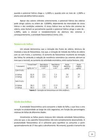 quando o potencial hídrico chega a -1,2MPa e, quando este cai mais de -1,5MPa a
planta está sob défice hídrico severo.
Apesar dos valores referidos anteriormente, o potencial hídrico das videiras
pode atingir valores na ordem de -2,83MPa, dependendo da intensidade do stress
hídrico e das condições ambiente. O stress hídrico leva ao fecho dos estomas da
videira, estes fecham-se parcialmente quando o potencial hídrico atinge o valor de 1,3MPa, após o stresse o restabelecimento da abertura dos estomas e
consequentemente, a actividade fotossintética é lento. (15)

Número de folhas
Um estudo demonstrou que a remoção dos frutos de videira, diminuiu de
imediato a taxa de fotossíntese, mas que, a remoção de metade das folhas da videira
com ou sem frutos, a aumentou. O aumento da fotossíntese resultante da remoção
das folhas foi atribuído à redução da resistência estomática (os estomas abriram-se
mais que o normal), ao aumento da actividade enzimática, entre outros factores. (15)

Tabela 2 – Variação da fotossíntese em Vitis vinífera L.

Idade das folhas
A actividade fotossintética varia consoante a idade da folha, o que leva a uma
variação na produtividade ao longo do ciclo vegetativo, em função das percentagens
relativas de folhas de diferentes idades.
Inicialmente as folhas jovens imaturas têm reduzida actividade fotossintética,
uma vez que, o seu aparelho fotossintético não está completamente desenvolvido. A
produtividade fotossintética só é suficiente para equilibrar os consumos a partir
aproximadamente de 17 dias após o abrolhamento. No entanto, quando o tamanho da

14

 