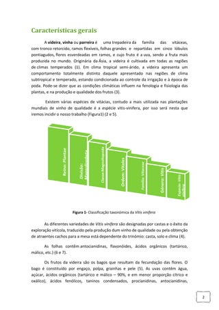 Características gerais
A videira, vinha ou parreira é uma trepadeira da família das vitáceas,
com tronco retorcido, ramos flexíveis, folhas grandes e repartidas em cinco lóbulos
pontiagudos, flores esverdeadas em ramos, e cujo fruto é a uva, sendo a fruta mais
produzida no mundo. Originária da Ásia, a videira é cultivada em todas as regiões
de climas temperados (1). Em clima tropical semi-árido, a videira apresenta um
comportamento totalmente distinto daquele apresentado nas regiões de clima
subtropical e temperado, estando condicionada ao controle da irrigação e à época de
poda. Pode-se dizer que as condições climáticas influem na fenologia e fisiologia das
plantas, e na produção e qualidade dos frutos (3).
Existem várias espécies de vitácias, contudo a mais utilizada nas plantações
mundiais de vinho de qualidade é a espécie vitis-vinifera, por isso será nesta que
iremos incidir o nosso trabalho (Figura1) (2 e 5).

Figura 1- Classificação taxonómica da Vitis vinífera

As diferentes variedades de Vitis vinífera são designadas por castas e o êxito da
exploração vitícola, traduzido pela produção dum vinho de qualidade ou pela obtenção
de atraentes cachos para a mesa está dependente do trinómio: casta, solo e clima (4).
As folhas contêm antocianidinas, flavonóides, ácidos orgânicos (tartárico,
málico, etc.) (6 e 7).
Os frutos da videira são os bagos que resultam da fecundação das flores. O
bago é constituído por engaço, polpa, grainhas e pele (5). As uvas contêm água,
açúcar, ácidos orgânicos (tartárico e málico – 90%, e em menor proporção cítrico e
oxálico), ácidos fenólicos, taninos condensados, procianidinas, antocianidinas,

2

 