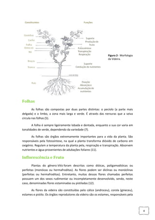 Figura 2- Morfologia
da Videira.

Folhas
As folhas são compostas por duas partes distintas: o pecíolo (a parte mais
delgada) e o limbo, a zona mais larga e verde. É através das nervuras que a seiva
circula nas folhas (5).
A folha é sempre ligeiramente lobada e dentada, enquanto a sua cor varia em
tonalidades de verde, dependendo da variedade (7).
As folhas são órgãos extremamente importantes para a vida da planta. São
responsáveis pela fotossíntese, na qual a planta transforma dióxido de carbono em
oxigénio. Regulam a temperatura da planta pela, respiração e transpiração. Absorvem
nutrientes e água provenientes de adubações foliares (11).

Inflorescência e Fruto
Plantas do gênero Vitis foram descritas como dióicas, poligamodióicas ou
perfeitas (monóicas ou hermafroditas). As flores podem ser díclinas ou monóclinas
(perfeitas ou hermafroditas). Entretanto, muitas dessas flores chamadas perfeitas
possuem um dos sexos rudimentar ou incompletamente desenvolvido, sendo, neste
caso, denominadas flores estaminadas ou pistiladas (12).
As flores da videira são constituídas pelo cálice (androceu), corola (gineceu),
estames e pistilo. Os órgãos reprodutores da videira são os estames, responsáveis pela

4

 