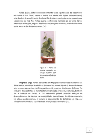 Cálcio (Ca): A deficiência desse nutriente causa a paralisação do crescimento
dos ramos e das raízes, devido a morte dos tecidos dos ápices meristemáticos),
retardando o desenvolvimento da planta (Fig.5). Afecta, particularmente, os pontos de
crescimento da raiz. Nas folhas jovens a deficiência manifesta-se por uma clorose
internerval e marginal, seguida de necrose das margens do limbo, podendo ocasionar,
ainda, a morte dos ápices dos ramos (14).

Figura 5 - Planta de
videira cultivada em
solução nutritiva com
sintoma de deficiência
de Ca.

Magnésio (Mg): Plantas deficientes em Mg apresentam clorose internerval nas
folhas velhas, sendo que as nervuras permanecem verdes (Figura 6). Em cultivares de
uvas brancas, as manchas cloróticas evoluem até a necrose dos tecidos do limbo. Em
cultivares de uvas tintas, as manchas tomam coloração arroxeada, evoluindo, também,
até a necrose do tecido. A sua deficiência poderá provocar redução no
desenvolvimento da planta e na produtividade. Nas cultivares de videira enxertadas
em alguns porta-enxertos, é comum o aparecimento de deficiência de Mg, por
apresentarem uma baixa capacidade de absorção desse elemento (14).

7

 