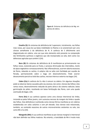 Figura 6- Sintomas de deficiência de Mg: em
plantas de videira.

Enxofre (S): Os sintomas de deficiência de S aparecem, inicialmente, nas folhas
mais novas, por causa da sua baixa mobilidade no floema e se caracterizam por uma
clorose semelhante à da deficiência de N. A carência de S dificilmente será
diagnosticada em videira, uma vez que este elemento está presente na composição
dos fertilizantes químicos e orgânicos que são incorporados ao solo, bem como nos
defensivos agrícolas que contém S (14).
Boro (B): Os sintomas de deficiência de B manifestam-se primeiramente nas
folhas novas, evoluindo para os frutos, e provoca diminuição dos internódios, morte
do ápice vegetativo e envassouramento. Nas inflorescências, ocorrem aborto excessivo
de flores, raleando os cachos. A caliptra não se solta com facilidade por ocasião da
florada, permanecendo sobre a baga em desenvolvimento. Pode ocorrer
dessecamento parcial ou total dos cachos, necrose interna e externa nas bagas (14).
Cobre (Cu): A carência de Cu não é comum na videira. Em algumas situações
pode-se observar danos causados pelo seu excesso, tais como: clorose das folhas e dos
ramos novos, desenvolvimento reduzido da parte aérea e do sistema radicular, baixa
germinação do pólen, resultando em baixa fertilização das flores, com uma queda
acentuada de bagas. (14).
Ferro (Fe): A sua carência aparece como uma clorose internerval do limbo,
iniciando-se pelas folhas jovens, com sucessiva necrose da margem do limbo e queda
das folhas. Esta deficiência é conhecida como clorose férrica manifesta-se em videiras
estabelecidas em solos calcários e com pH elevado. Esta clorose está relacionada,
também, ao conteúdo excessivo de outros micronutrientes existentes no solo, tais
como Mn e Cu (14).
Manganês (Mn): A sua carência manifesta-se por clorose marginal e internerval
não bem definida nas folhas maduras. No entanto, a toxicidade de Mn é muito mais

8

 