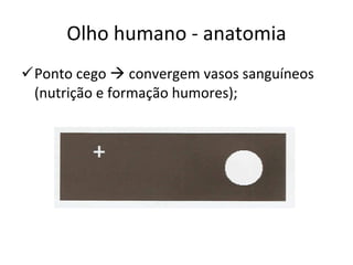 Olho humano - anatomia Ponto cego    convergem vasos sanguíneos (nutrição e formação humores); 