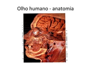 Olho humano - anatomia 