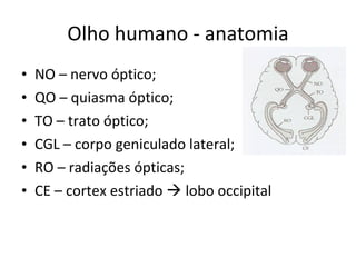 Olho humano - anatomia NO – nervo óptico; QO – quiasma óptico; TO – trato óptico; CGL – corpo geniculado lateral; RO – radiações ópticas; CE – cortex estriado    lobo occipital 