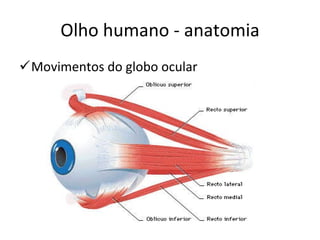 Olho humano - anatomia Movimentos do globo ocular 